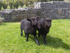 V táborské zoo se narodili tři bretanští skřítci.