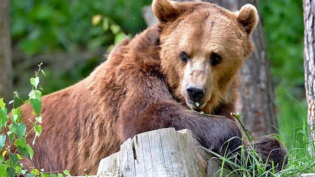 Návštěvníci ZOO Tábor poznají noční život divokých zvířat.