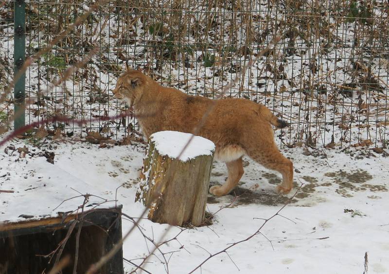 V táborské zoologické zahradě to žije i v zimním období. Návštěvníci sem mohou dorazit o víkendem a svátcích do konce března od 9 do 16 hodin. Otevřeno bude i o pololetních a jarních prázdninách.