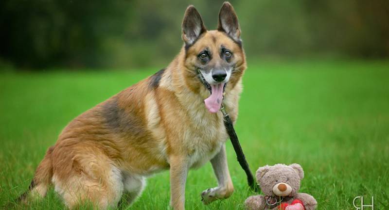 Dingo – přátelský ovčák a profihlídač