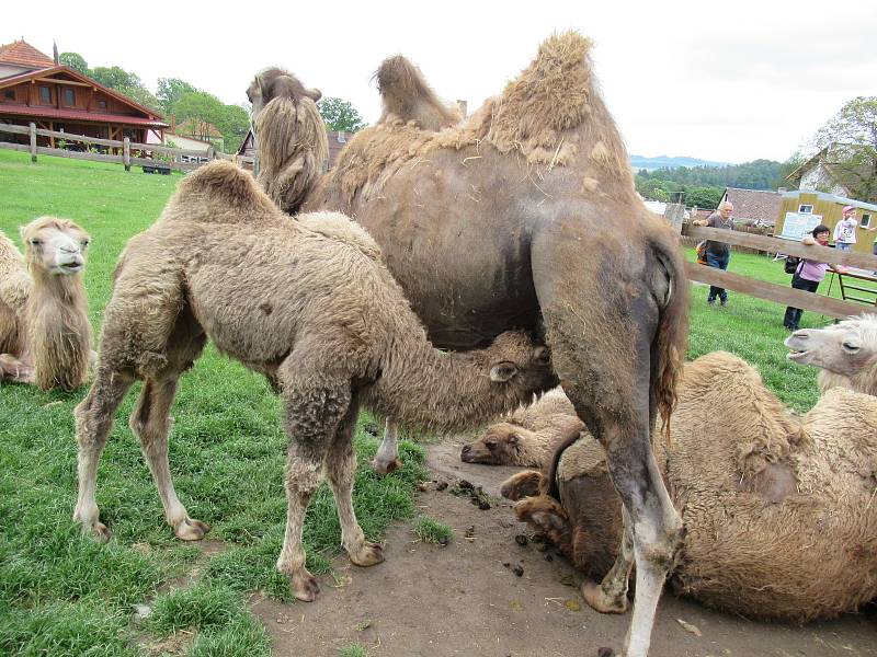 Velbloudi uchvátili Žanetu Krátoškovou při prvním setkání, na farmě seznamuje jak s jednohrbými, tak dvojhrbými přežvýkavci. Chovatel lam Jiří Švanda představuje zase hravé dlouhokrké sudokopytníky.