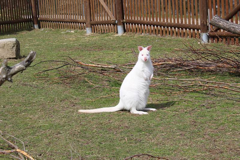 Zoo na jihu Čech otevřou brány návštěvníkům, připravuje se i táborská zoologická zahrada.