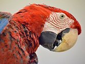 Papoušek ara zelenokřídlý. Ilustrační foto.