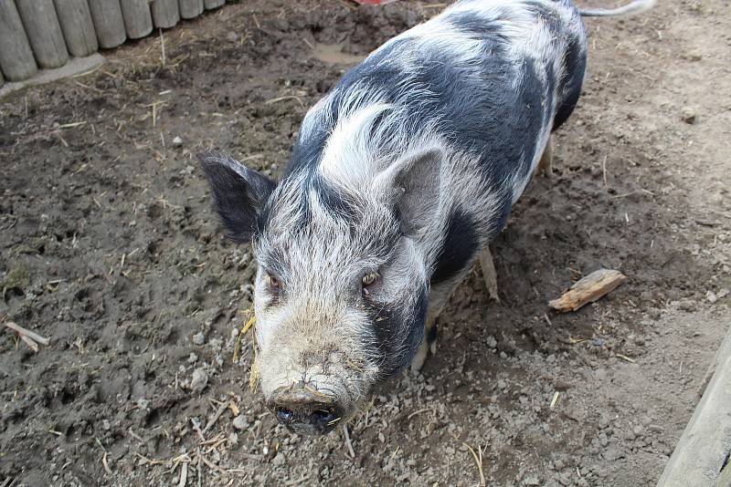 Zoo na jihu Čech otevřou brány návštěvníkům, připravuje se i táborská zoologická zahrada.