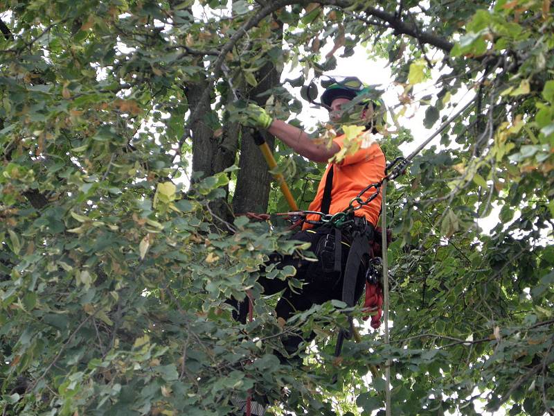 K ošetření lípy svobody bylo zapotřebí stromolezecké vybavení, helma i speciální úvaz.