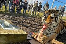 Tygr Rocky v táborské zoo oslavil o víkendu třinácté narozeniny. Nechyběli u toho návštěvníci.