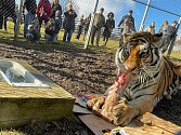 Tygr Rocky v táborské zoo oslavil o víkendu třinácté narozeniny. Nechyběli u toho návštěvníci.