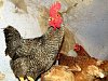 Ptačí chřipka se objevila na Vysočině: chovateli uhynulo šedesát slepic a hus