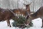 Zvířata v táborské zoo čekalo netradiční zpestření jídelníčku.