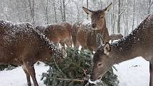 Zvířata v táborské zoo čekalo netradiční zpestření jídelníčku.