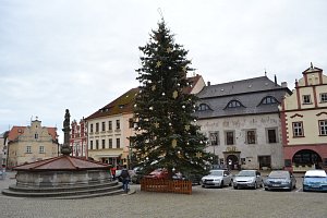 Vánoční strom letos na Žižkovo náměstí přicestoval z Větrov.