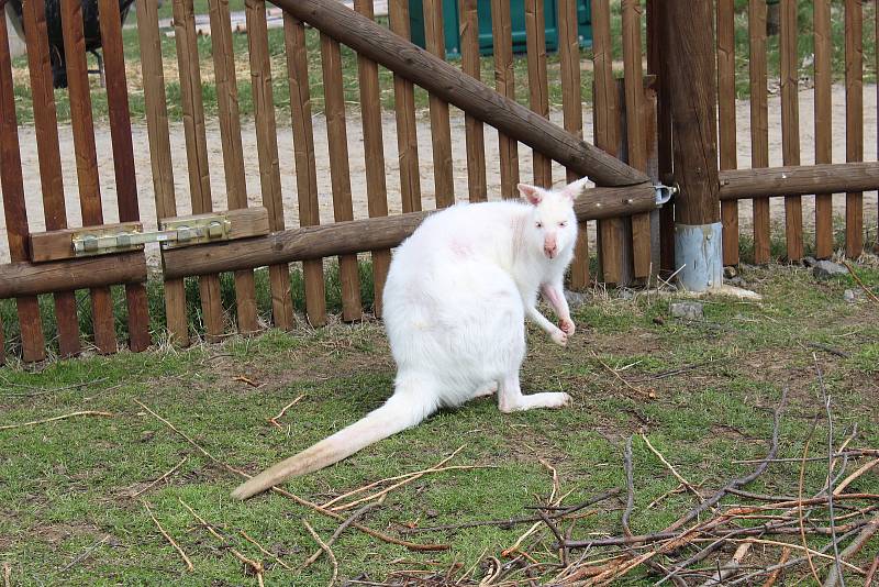 Zoo na jihu Čech otevřou brány návštěvníkům, připravuje se i táborská zoologická zahrada.