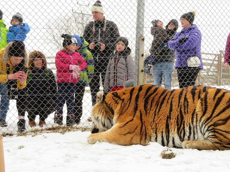 V táborské zoologické zahradě to žije i v zimním období. Návštěvníci sem mohou dorazit o víkendem a svátcích do konce března od 9 do 16 hodin. Otevřeno bude i o pololetních a jarních prázdninách.