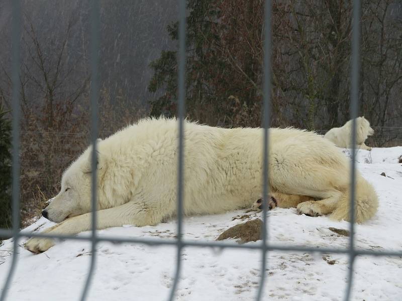 V táborské zoologické zahradě to žije i v zimním období. Návštěvníci sem mohou dorazit o víkendem a svátcích do konce března od 9 do 16 hodin. Otevřeno bude i o pololetních a jarních prázdninách.