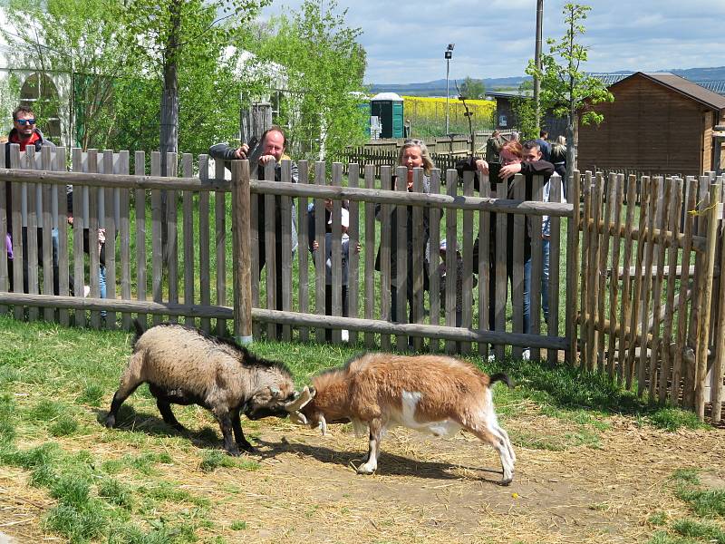 Táborská zoologická zahrada po nucené koronavirové pauze zažívá boom návštěvníků.