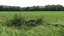 Bouřka 16. června odpoledne se prohnala i okolí Želče a Skalice na Táborsku, zanechala za sebou kroupy i zničené stromy u silnic.