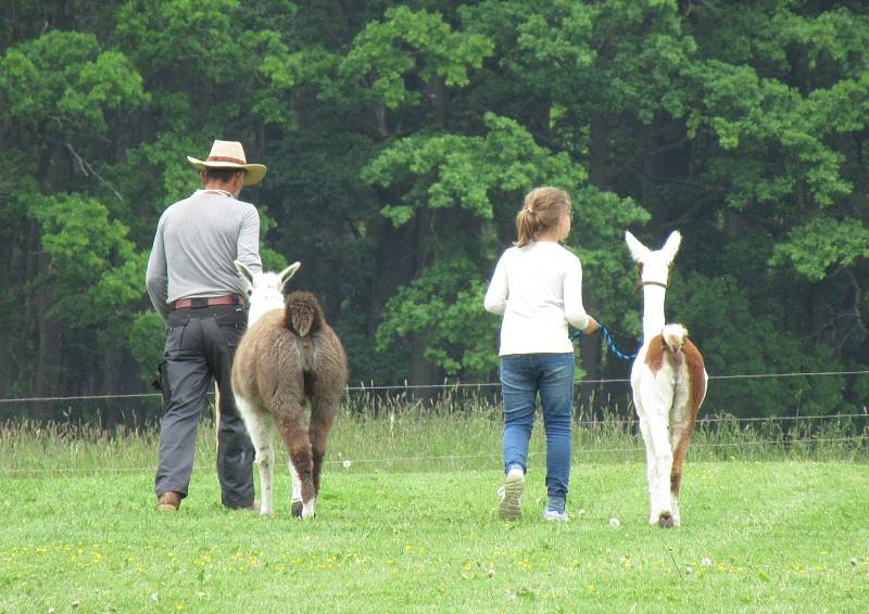 Velbloudi uchvátili Žanetu Krátoškovou při prvním setkání, na farmě seznamuje jak s jednohrbými, tak dvojhrbými přežvýkavci. Chovatel lam Jiří Švanda představuje zase hravé dlouhokrké sudokopytníky.