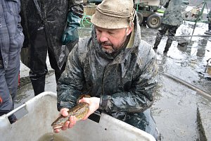 Rybáři v sobotu vylovili Košín u Tábora.