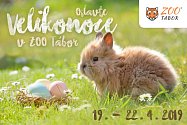 Od pátku 19. do pondělí 22. dubna ovládne velikonoční nálada i Zoo Tábor.