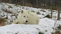 V táborské zoologické zahradě to žije i v zimním období. Návštěvníci sem mohou dorazit o víkendem a svátcích do konce března od 9 do 16 hodin. Otevřeno bude i o pololetních a jarních prázdninách.