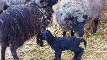 Černé jehně ovce ouessantské v Zoo Tábor.