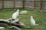 Bílí klokani v Zoo Tábor. Ilustrační foto.