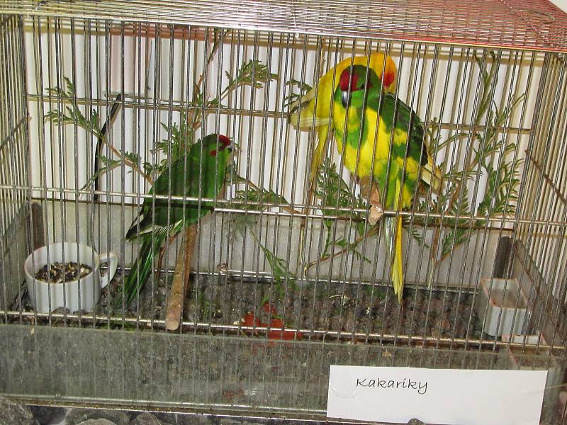 Papoušci v botanické zahradě v Táboře.