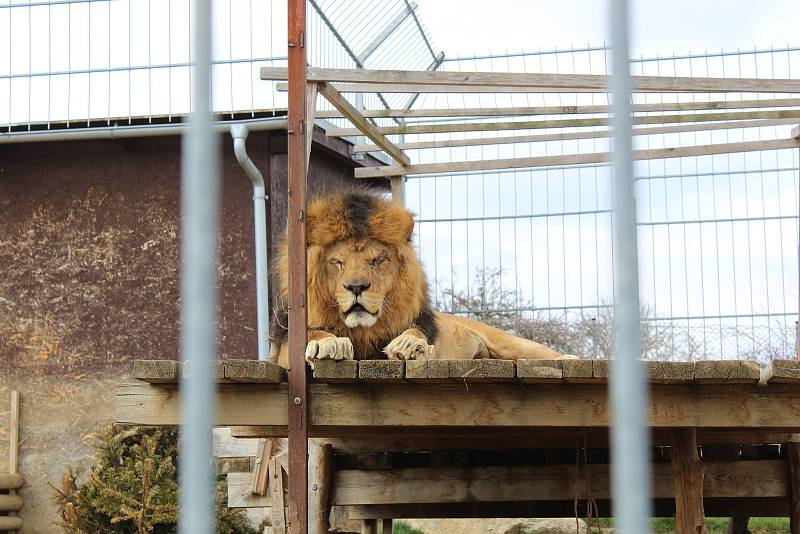 Zoo na jihu Čech otevřou brány návštěvníkům, připravuje se u táborská zoologická zahrada.
