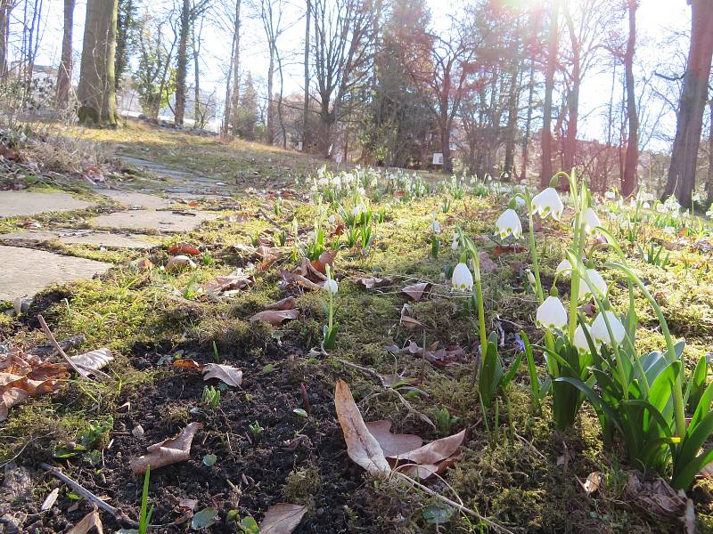 Botanickou zahradu v Táboře posely stovky bílých jarních květů.