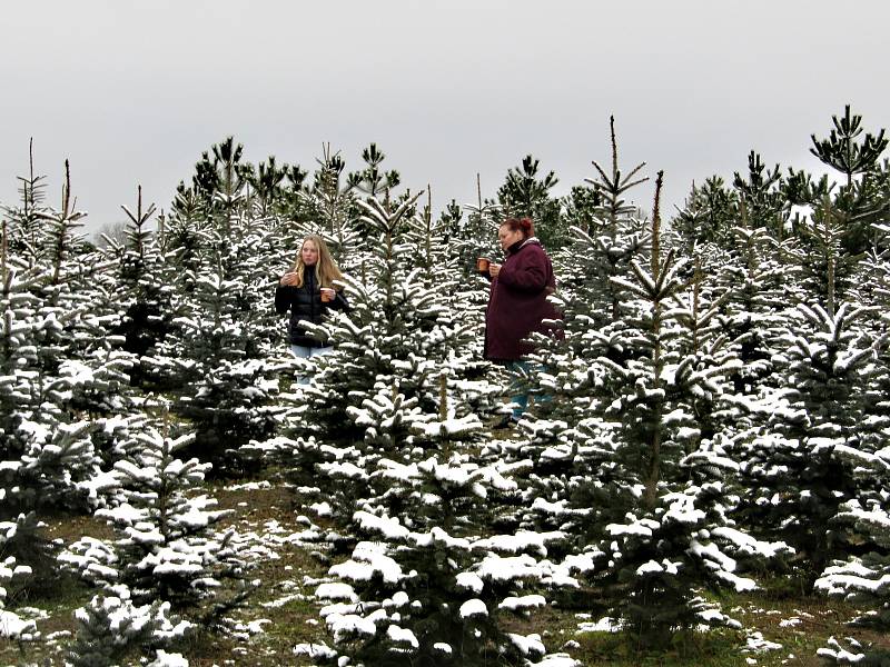 U Holců na plantáži nasají zákazníci při výběru vánočního stromečku vánoční atmosféru. Letos pro ně totiž pěstitelé přichystali i občerstvení.