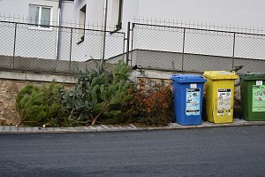 Vánoční stromky nechávejte volně u popelnic, nevhazujte je dovnitř.