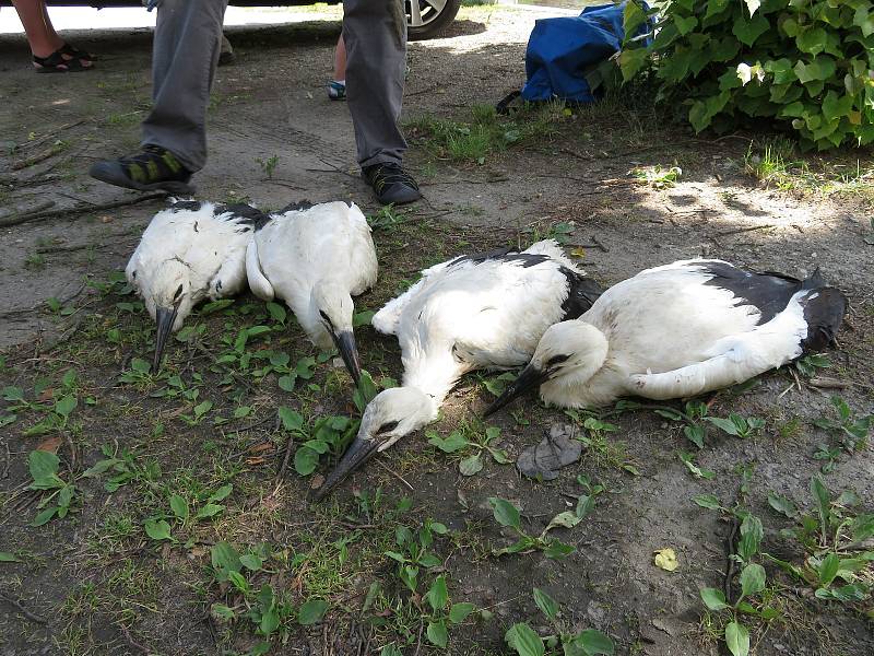 Kroužkování čápů bílých v neděli 27. června v Plané nad Lužnicí, Dírné a Dráchově na Táborsku.