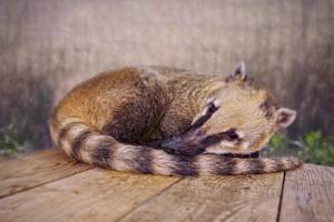 Nosálice Sisi z táborské zoo se budoucnosti bát nemusí. Zoo bude nosály červené díky výjimce chovat i v budoucnu.