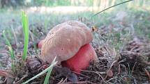 Ilustrační foto houby.