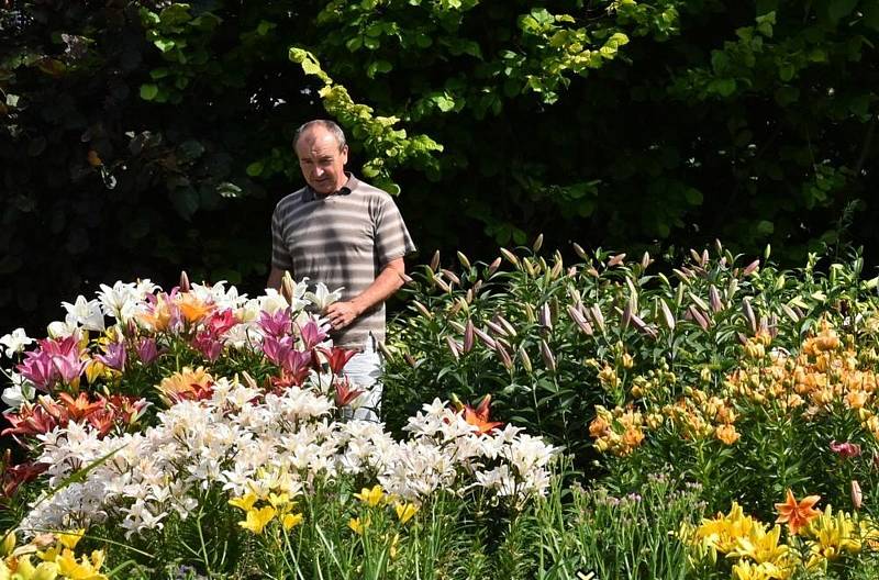 Josef Basík rád jezdí na výstavy a vrací se do ráje cibulovin – Holandska. Jeho favoritem jsou lilie, ale ve svém zahradnictví má úžasné množství cibulovin, trvalek i skalniček.