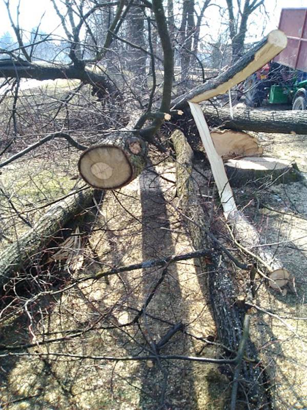 V pondělí byly poraženy čtyři lípy na Promenádě v Soběslavi.