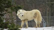 V táborské zoologické zahradě to žije i v zimním období. Návštěvníci sem mohou dorazit o víkendem a svátcích do konce března od 9 do 16 hodin. Otevřeno bude i o pololetních a jarních prázdninách.