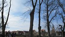 Piráti v Soběslavi na Promenádě hlídají stromy, na místě lze podepsat i petici Nechme stromy žít.