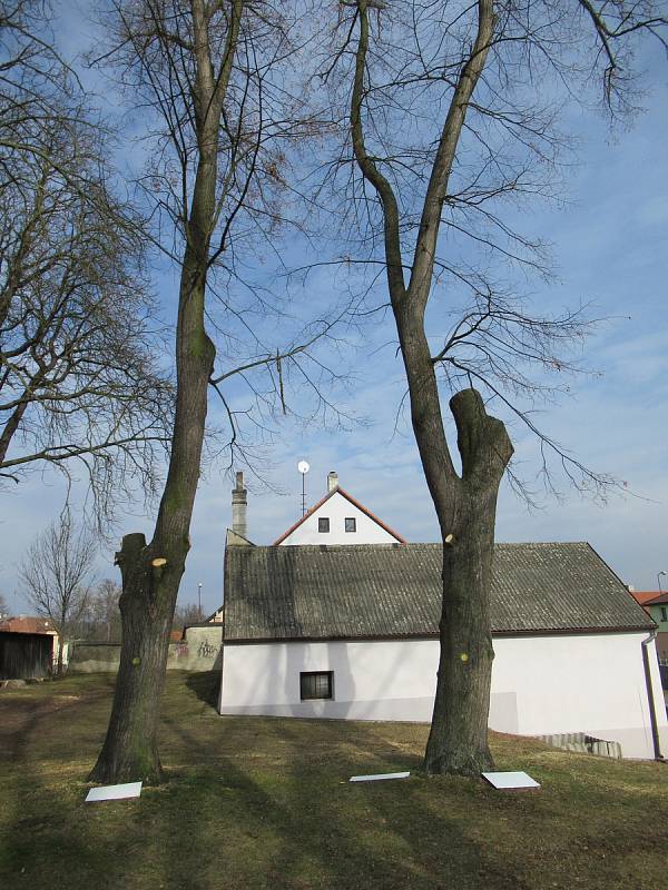 Piráti v Soběslavi na Promenádě hlídají stromy, na místě lze podepsat i petici Nechme stromy žít.