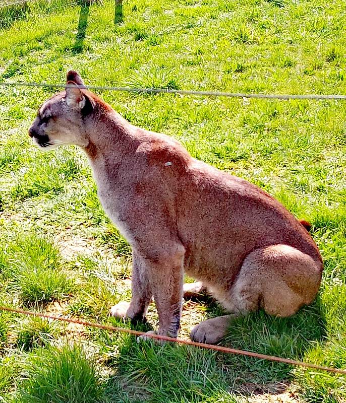 Do táborské zoo vyrazila s dcerou Kiki Kristýna Svobodová.