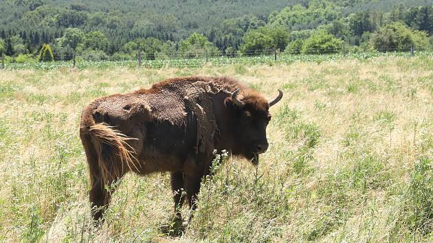 Zubří samice Karla z táborské zoo byla úspěšně vypuštěna v rezervaci v Maďarsku.