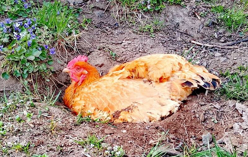 Do táborské zoo vyrazila s dcerou Kiki Kristýna Svobodová.