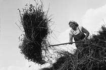 Zemědělské práce na jihu Čech v 50. a 60. letech minulého století. Fotografie pochází z táborského atelieru Šechtl a Voseček. Zveřejňujeme je s laskavým svolením Marie Šechtlové.