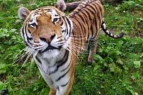 Tygr ussurijský je největší kočkovitou šelmou planety.
