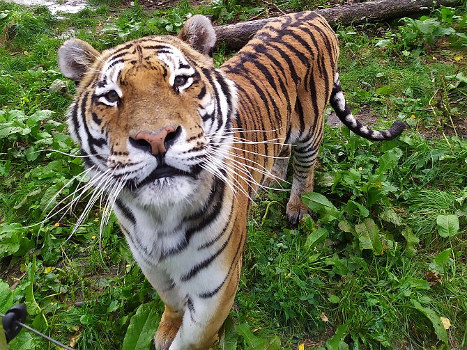 Tygr ussurijský je největší kočkovitou šelmou planety.