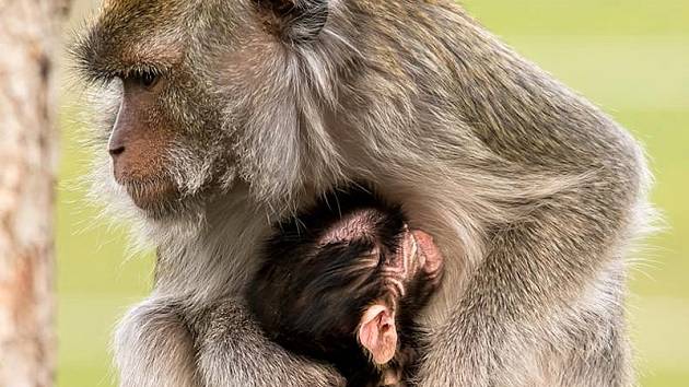 Zoologické zahradě v Táboře se daří rozmnožovat ohrožené druhy. Skupina makaků jávských se rozrostla o nový přírůstek.