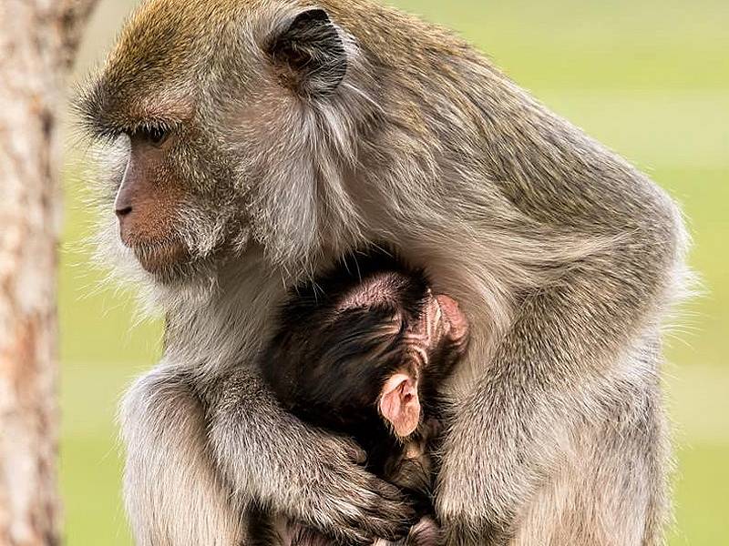 Zoologické zahradě v Táboře se daří rozmnožovat ohrožené druhy. Skupina makaků jávských se rozrostla o nový přírůstek.
