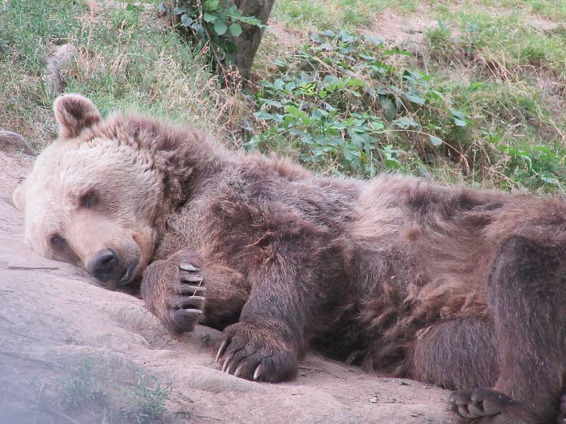 Zoo Tábor. Ilustrační foto.