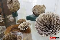 V Táborské Galerii 14 se od víkendu koná výstava Hmyzáci aneb společenský život hmyzu. Součástí expozice budou insektária s živým hmyzem.