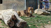Lev z táborské zoo. 